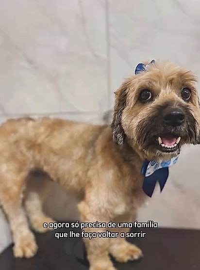 Dora é uma cachorrinha muito dócil e carinhosa, que está à espera do seu lar para sempre.