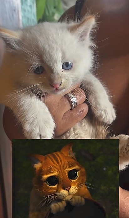 O gatinho tinha uma carinha de coitadinho.