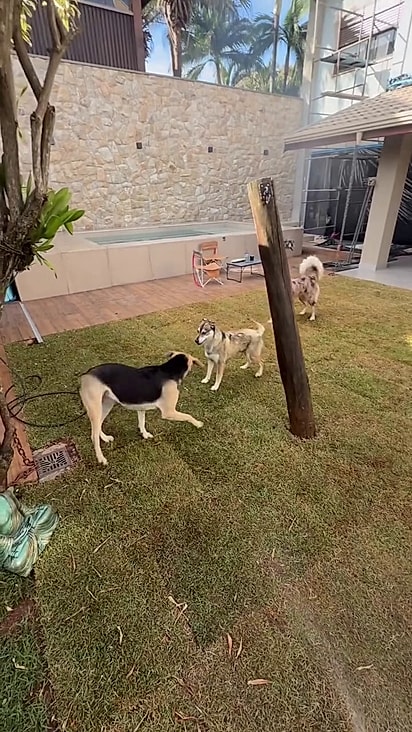 Kira mostrou ser dócil com outros pets.