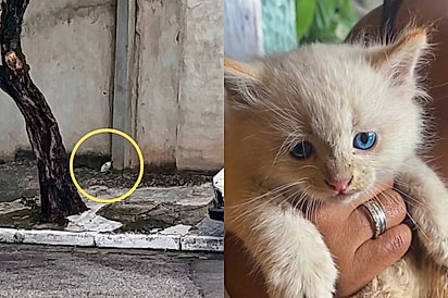 Olha a carinha de coitado dele: Gatinho é resgatado na rua e conquista família logo no primeiro olhar