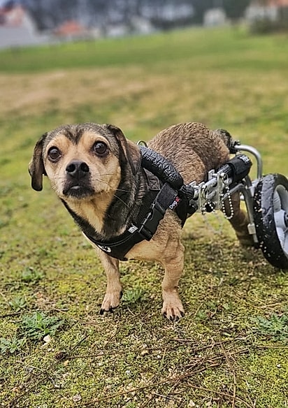 Pelé em sua cadeira de rodas. 
