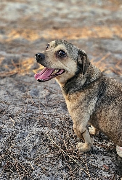 Aos poucos, ele foi se recuperando.