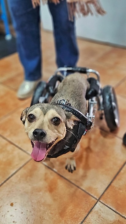 Pelé, um cão resgatado vítima de atropelamento.