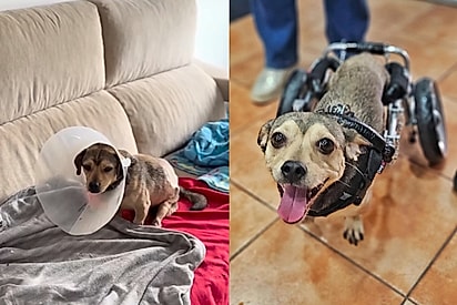 Não consigo sentir pena dele: Tutor da depoimento surpreendente sobre seu cão com deficiência