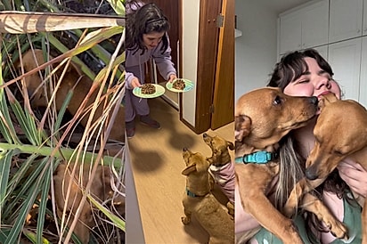 Eles são gêmeos”: Jovem que queria vira-lata caramelo ganha algo ainda mais especial