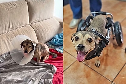 Não consigo sentir pena dele: Tutor da depoimento surpreendente sobre seu cão com deficiência