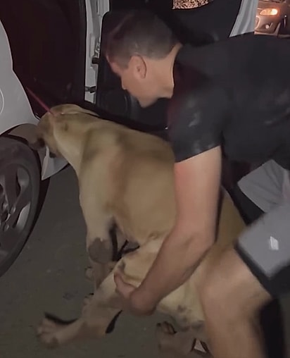 Com paciência e ajuda, os voluntários conseguiram colocá-lo no carro.