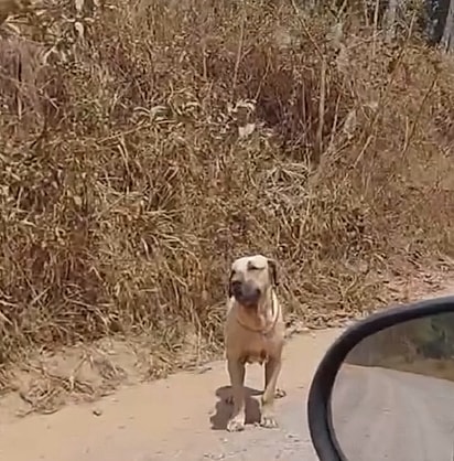 Golias permaneceu à beira de uma estrada por três dias.