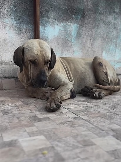 Golias demonstrava sinais de tristeza profunda