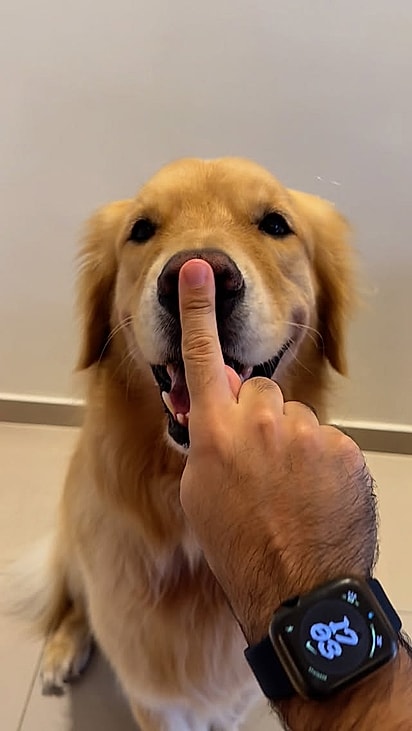 Brebote adora estar perto de quem ama.