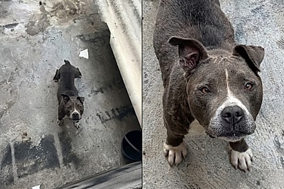 Abandonado há dois meses, pitbull lança olhar suplicante por ajuda e emociona protetora.
