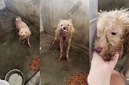 Mesmo sem motivos, cão continuava sorrindo esperando por um olhar de afeição: “Ele só precisava de uma chance”