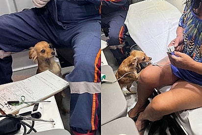 Cachorrinha tenta entrar na ambulância com a tutora e emociona socorrista do SAMU.