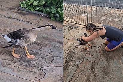 Quem diz que cão é o melhor amigo do homem não conhece o Nininho