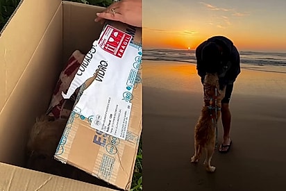 Nat veio em uma caixa e hoje recebe todo o amor do mundo