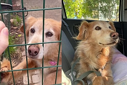 “Era perfeita, mas nunca escolhida”: Após 11 anos, Rita finalmente deixa abrigo para viver um sonho e comove voluntários