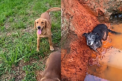 Caramelo ajudou a localizar cachorrinha idosa