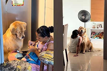 “Tem alguém especial no coração dele”: tutora flagra golden revelando quem é sua pessoa favorita.