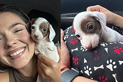 Toquinho já encanta a todos com seu jeito doce