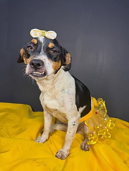 Miucha segue precisando de uma lar