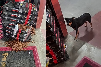 Cachorro rasga saco de ração e surpreende dono de agropet