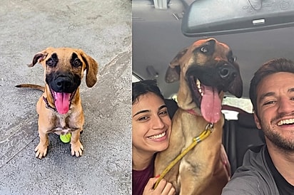 Crescimento de Milka no colo do seu dono supreende