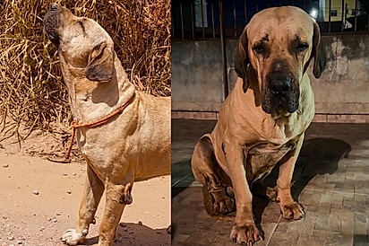 “Por três dias, ele ficou ali, uivando e esperando”: Após 7 anos com uma família, cão de 60 kg é deixado na estrada