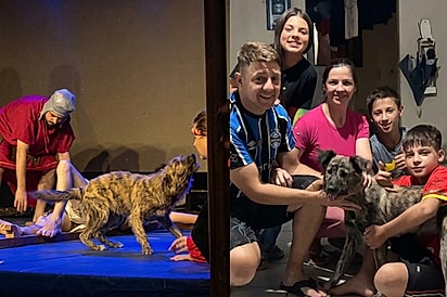 Cadela Luna chamou atenção de todos e foi adotada