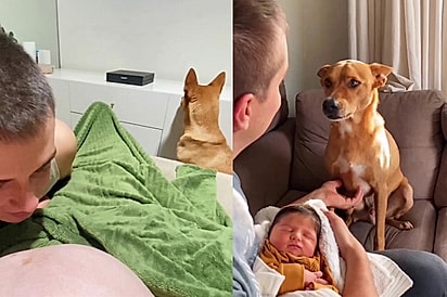 “Ele evitava até olhar”: Casal não sabia como o cão, que virava a cara na gravidez, reagiria ao conhecer o bebê