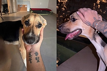 Rejeição e reviravolta: cadela devolvida por mau comportamento revela trauma e busca novo lar