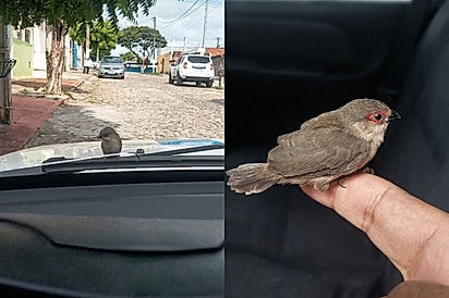 Passarinho se recusa a sair de cima de carro, e sem querer motorista ganha novo melhor amigo