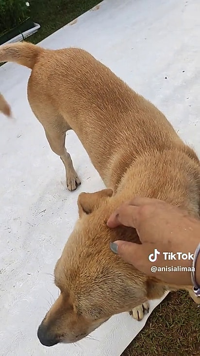 Caramelo estava sendo procurado por protetoras.