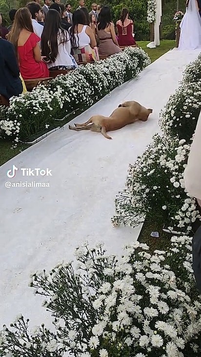 Caramelo roubou a atenção dos convidados.