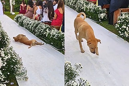 Cão caramelo viraliza ao repousar em um altar e acaba reencontrado por grupo de proteção