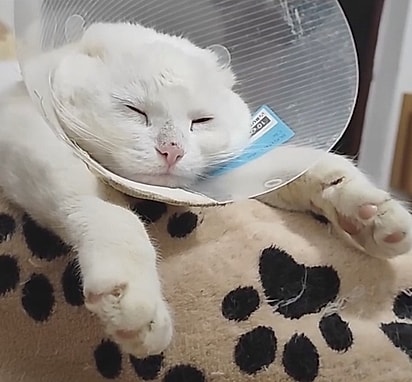 A gatinha precisou ter as orelhas removidas.