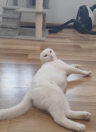 Pixie, já recuperada.