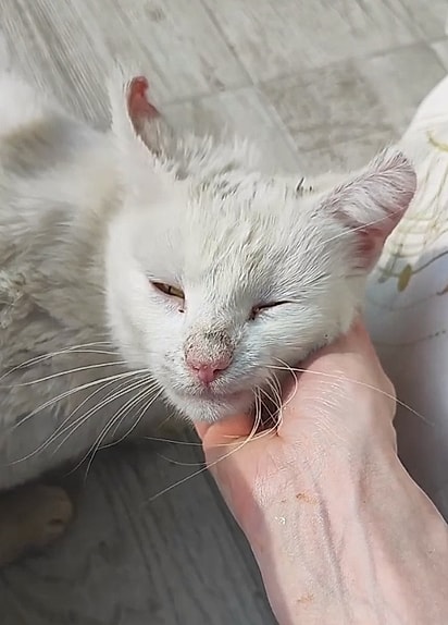 Pixie estava com as orelhas machucadas.