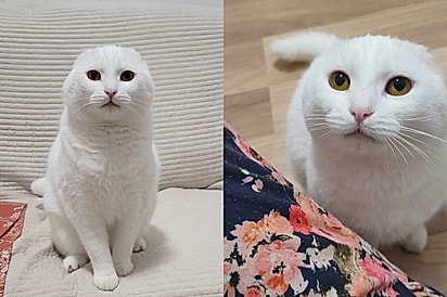 “Minha pequena foquinha”: mulher resgata gata com condição preocupante vê ela se transformar ao receber amor