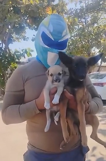 Zadrigman assumiu os cuidados com os cães. 