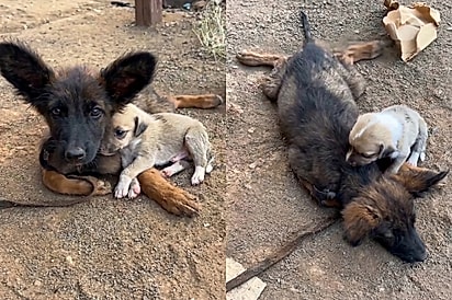 “Ele se recusava a ir embora sem ela”: Cachorrinho não abandona irmã paralítica e comove ao mostrar o que é amor de verdade