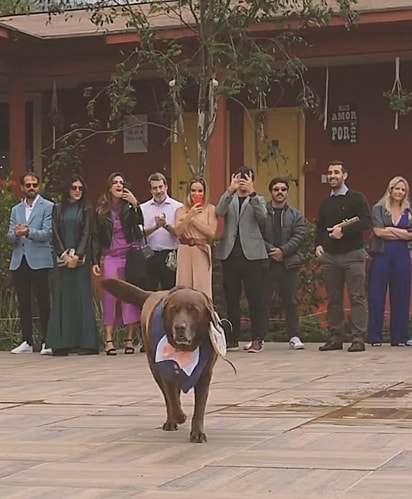 O cão Bono levou as alianças dos tutores.