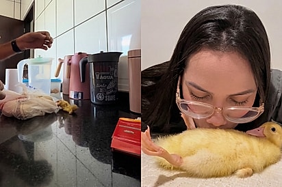 Mulher percebe sacola se mexendo em cima da bancada e, ao se aproximar, descobre que é uma vida precisando de ajuda.