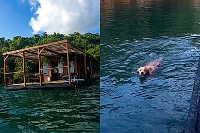 “Do nada, ela surgiu nadando”: Sozinha em casa flutuante, jovem recebe visita inesperada que transforma seu aniversário em algo inesquecível.
