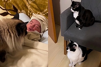 Será que eles vão se dar bem: Tutora registra reação dos gatos na primeira que vez que viram bebê