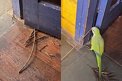 “A sujeira que eu limpava não era sujeira”: Todos os dias, porta ficava suja — até mulher descobrir o responsável e se surpreender com o motivo.