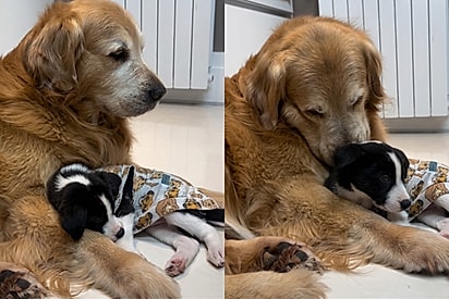 “Ele não gostava de outros cães… até ela chegar”: Golden muda completamente por causa de filhote.