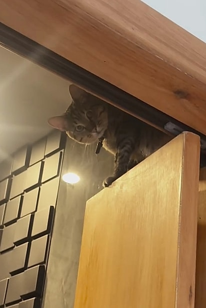 Gato Tigrinho em cima da porta.
