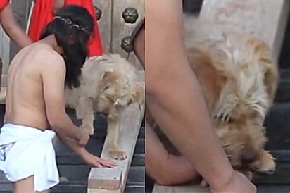 “Ao ver o ‘sofrimento’, ele não ficou parado”: Cão de rua começa a lamber mãos de ator e cena emociona espectadores