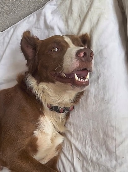 No lar temporário, eles começaram a revelar suas personalidades.