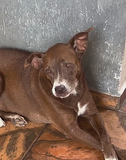 Carlota, a cachorrinha mais velha dos três.